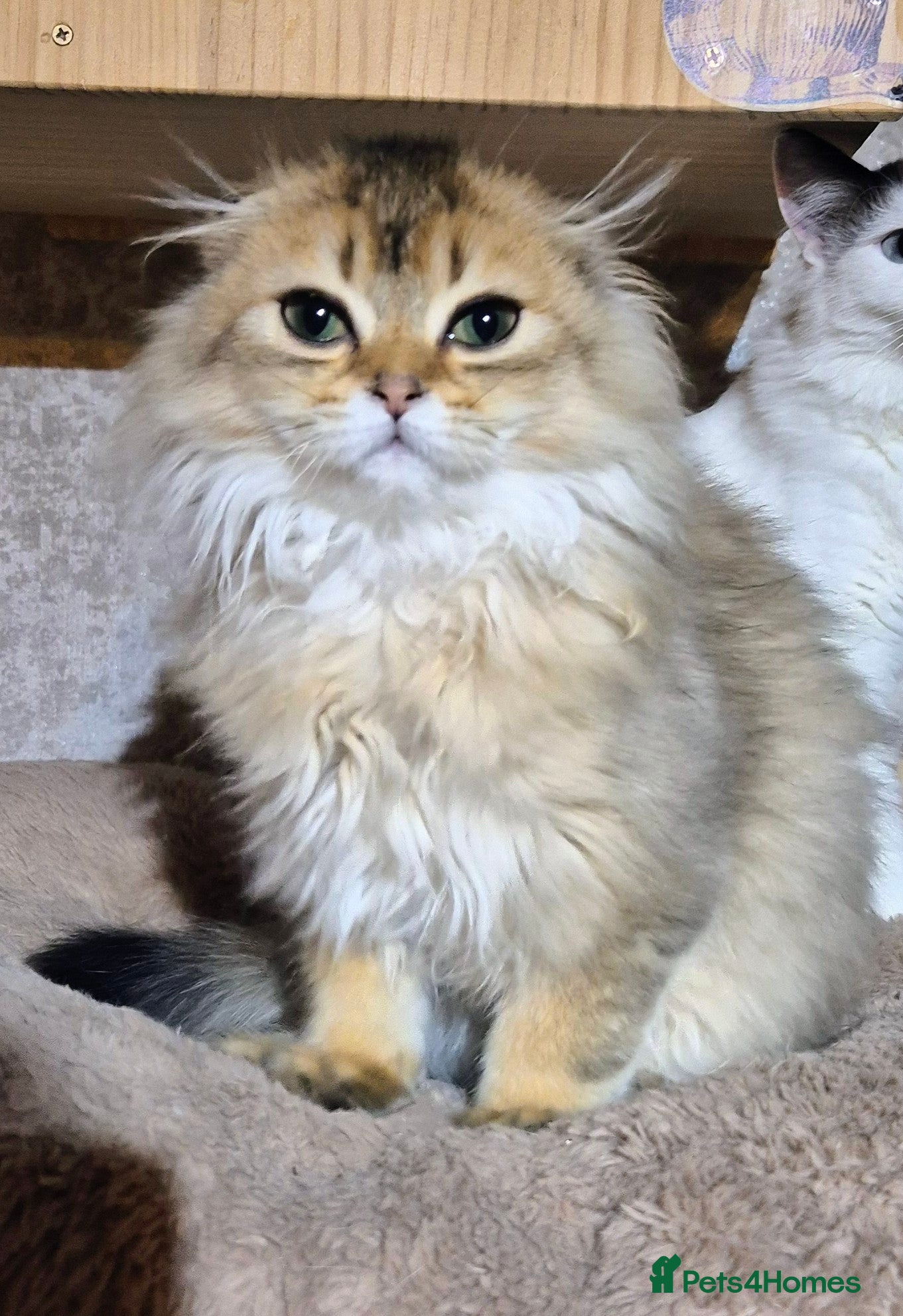 Scottish Fold cats 1 fold boy left!! TICA reg. Scottish Fold  - Advert 10