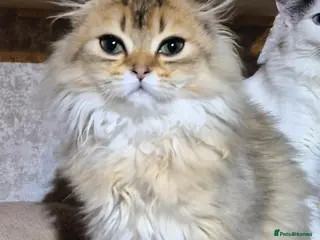 Scottish Fold cats 1 fold boy left!! TICA reg. Scottish Fold - Advert 10