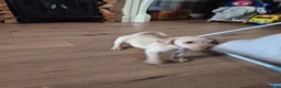Labrador Retriever dogs for sale: Kc Labrador retriever puppy - Advert 3