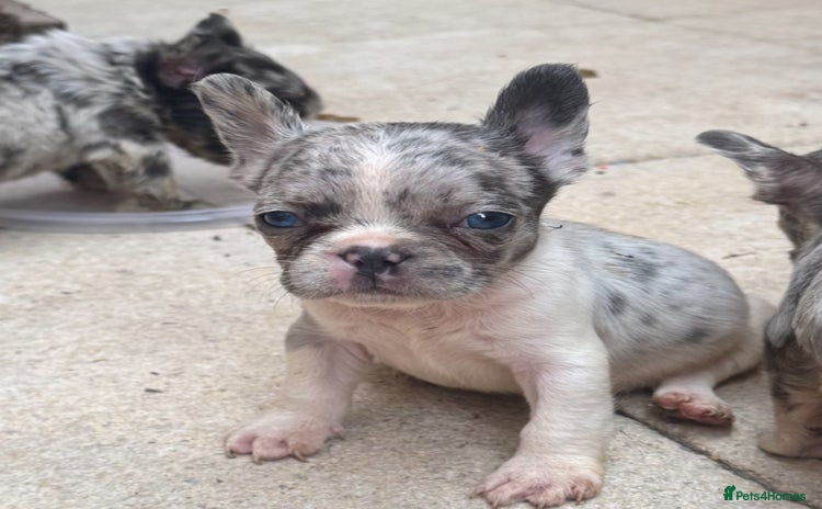 French Bulldog dogs - Advert 3