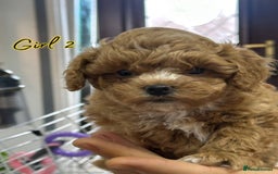 Shihpoo dogs for sale: 🐾 Toy Poodle x Shihpoo Puppies for Sale - Image 7