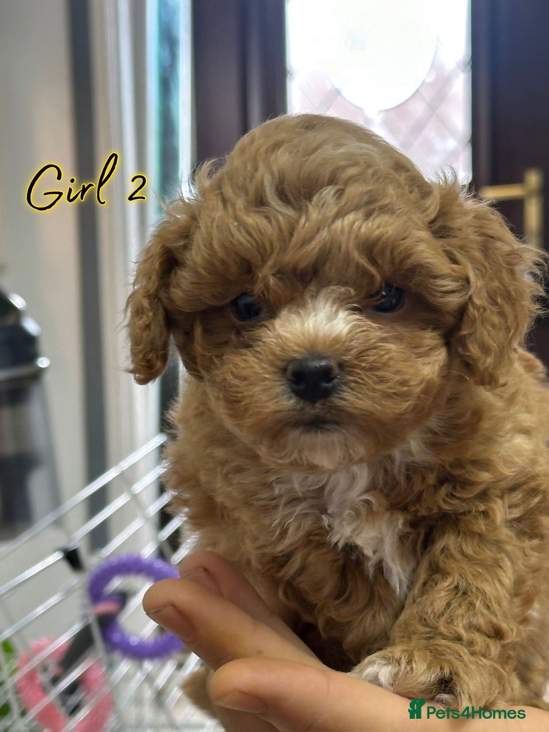 Shihpoo dogs for sale: 🐾 Toy Poodle x Shihpoo Puppies for Sale - Image 7