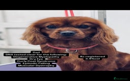 Cavapoo dogs for sale: F1 miniature cavapoos  - Image 6