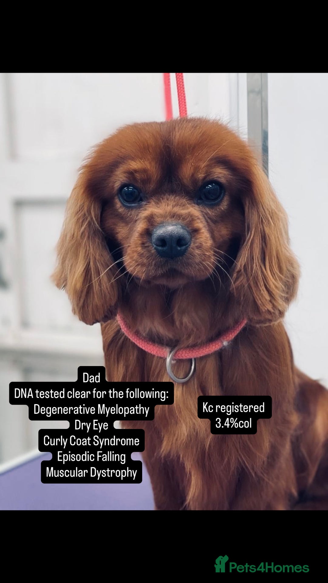 Cavapoo dogs for sale: F1 miniature cavapoos  - Image 6