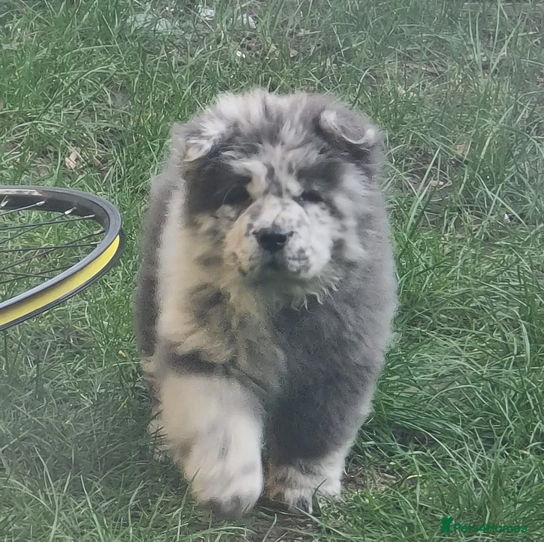 Chow Chow dogs for sale: chow chow puppies  in Broxbourne - Advert 2
