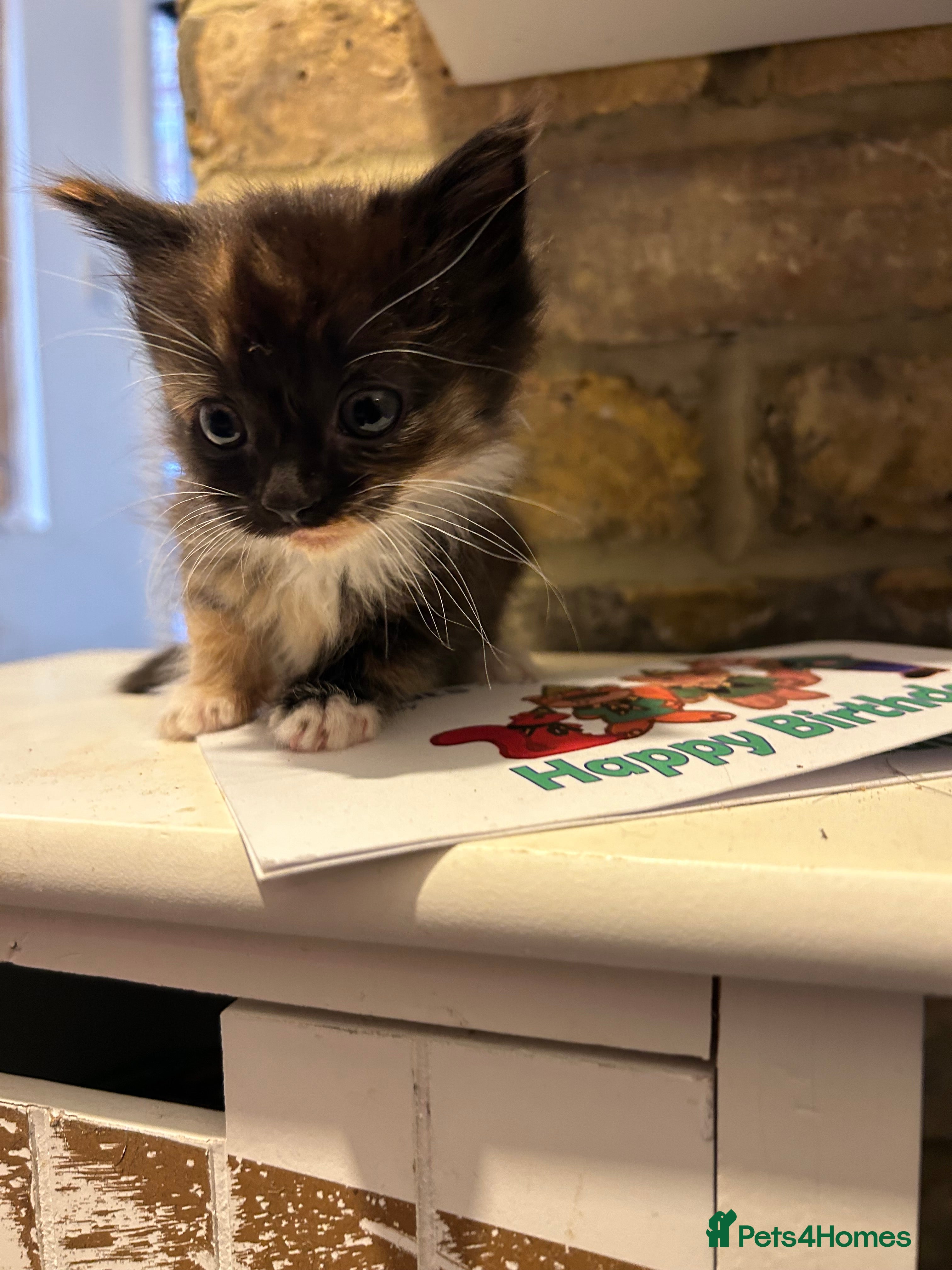 Mixed Breed cats Little kittens  - Advert 1