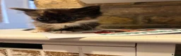 Mixed Breed cats for sale: Little kittens  - Advert 7