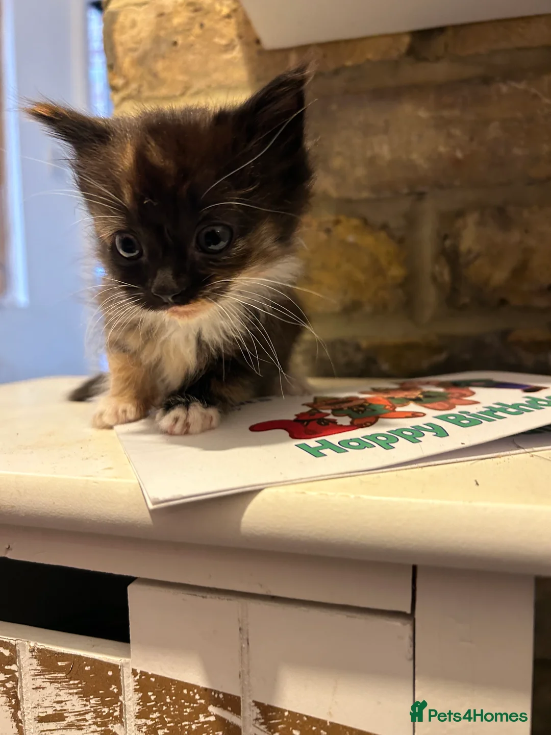 Mixed Breed cats for sale: Little kittens  - Advert 7