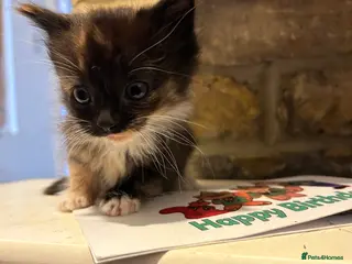 Mixed Breed cats Little kittens - Advert 1