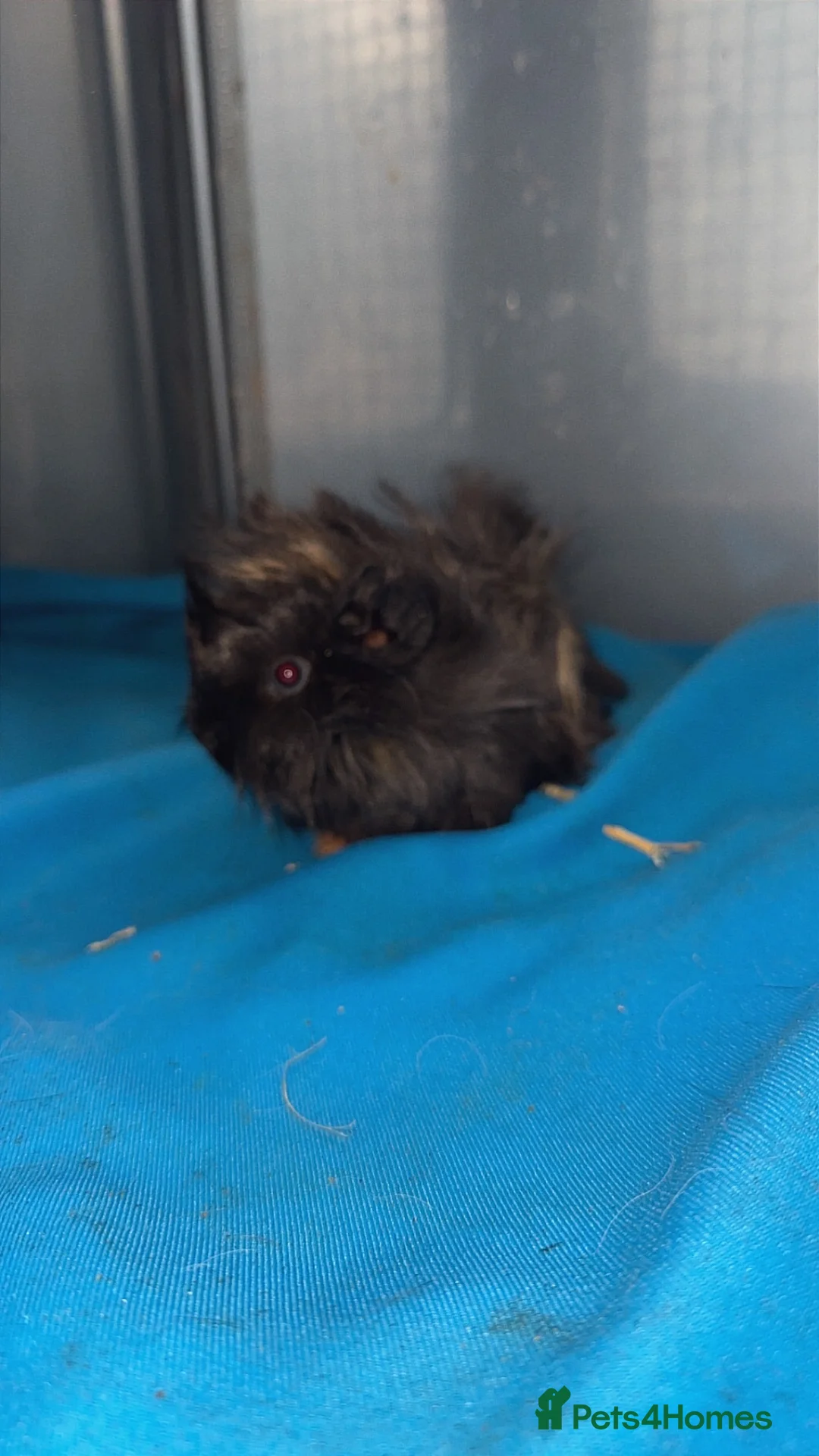 Guinea Pig rodents for sale: Guniea pigs  - Advert 28
