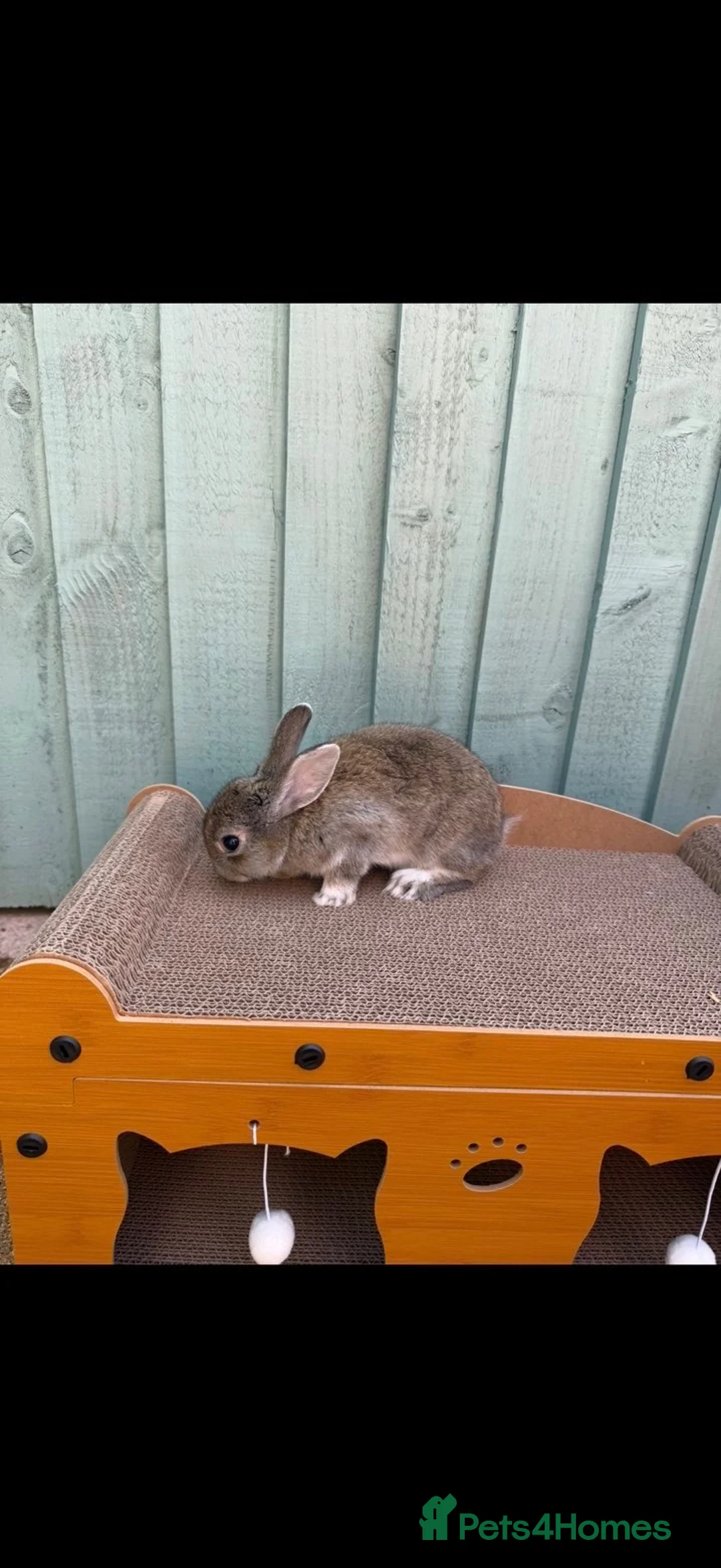 Netherland Dwarf rabbits for sale: 2 female rabbits  in Plymouth - Advert 2