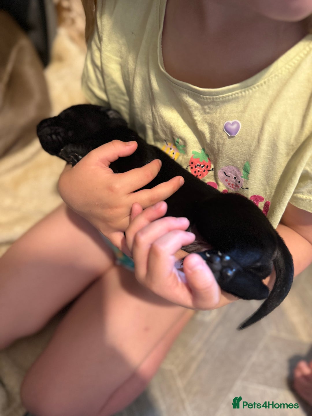 Labrador Retriever dogs for sale: Labrador/Weimaraner - 1G 1B - Beautiful Puppies  - Image 6