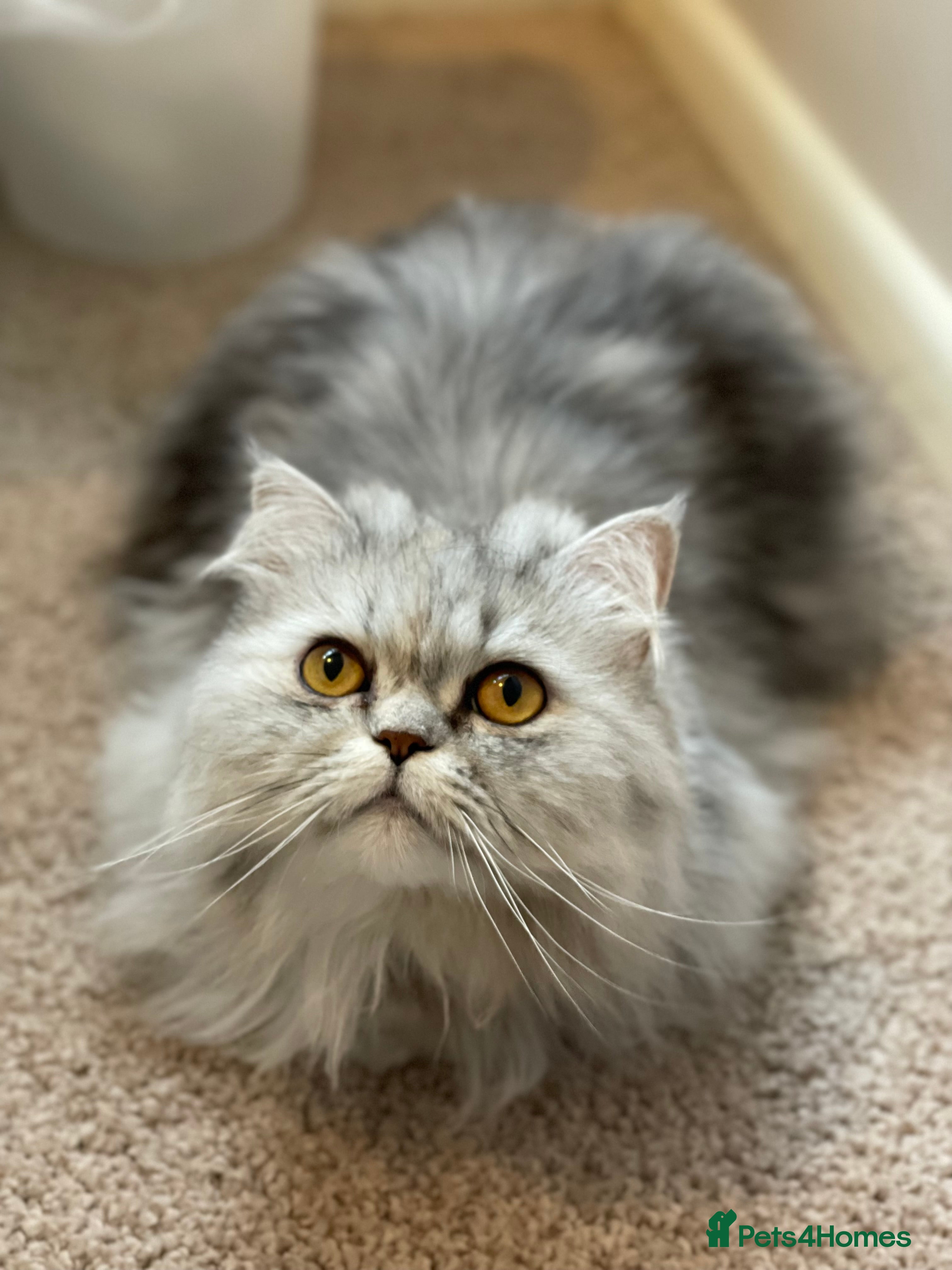 Persian cats Persian cat - Advert 1