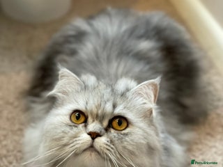 Persian cats Persian cat - Advert 1