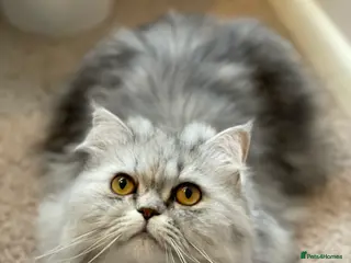 Persian cats Persian cat - Advert 6