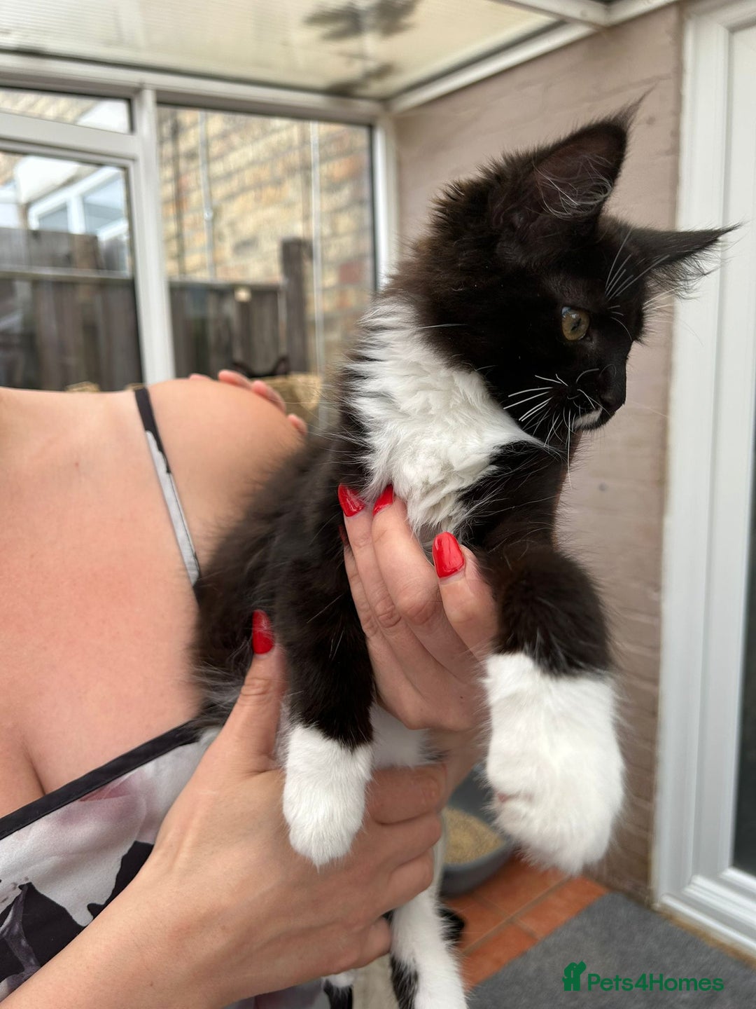 Maine Coon cats for sale: Maine coon kittens - Image 7
