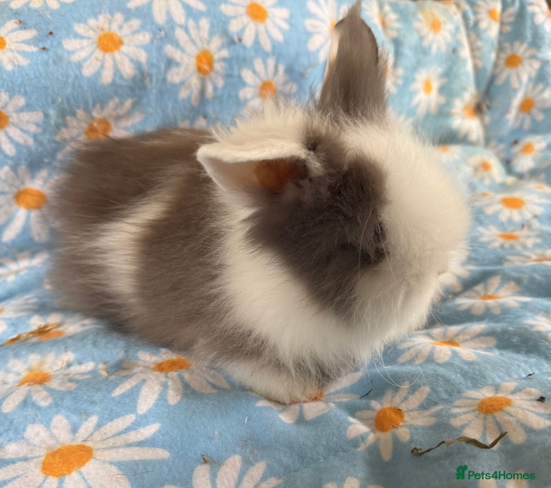 Lionhead rabbits for sale: BEAUTIFUL DOUBLE MANED LIONHEAD RABBITS FOR SALE  - Image 5