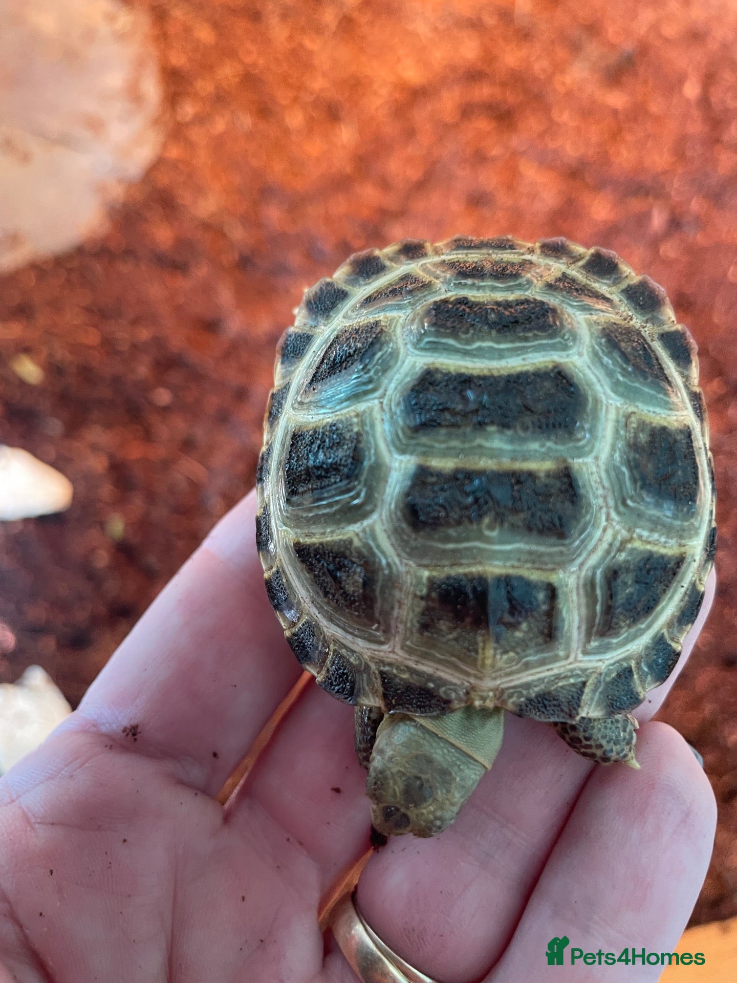 Tortoise reptiles Horsfield tortoises  - Advert 12