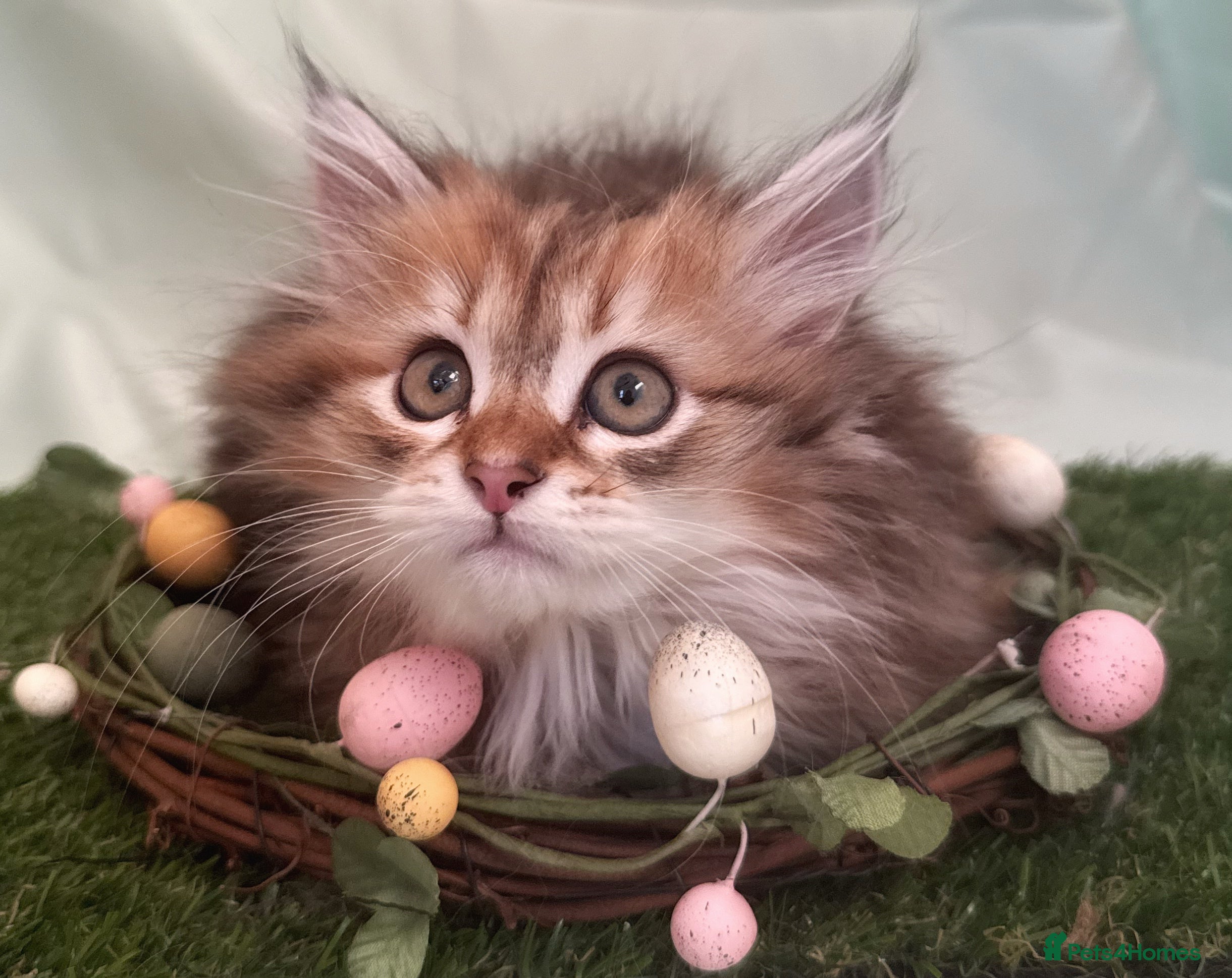 Siberian cats Last Siberian kitten available!  - Advert 1