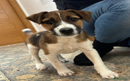 Jack Russell dogs for sale: One 10week old docked pure breed broken coated boy - Image 2