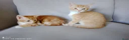 Bengal cats for sale: Bengal Tiger x British short haired  - Advert 12