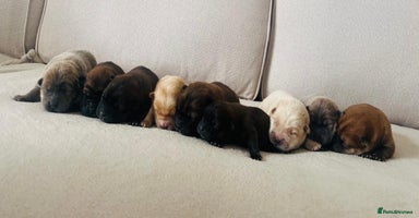 Chow Chow dogs Gorgeous Chow Chow Puppies Raised in a loving Home - Advert 10