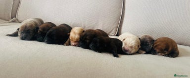 Chow Chow dogs Gorgeous Chow Chow Puppies Raised in a loving Home - Advert 10