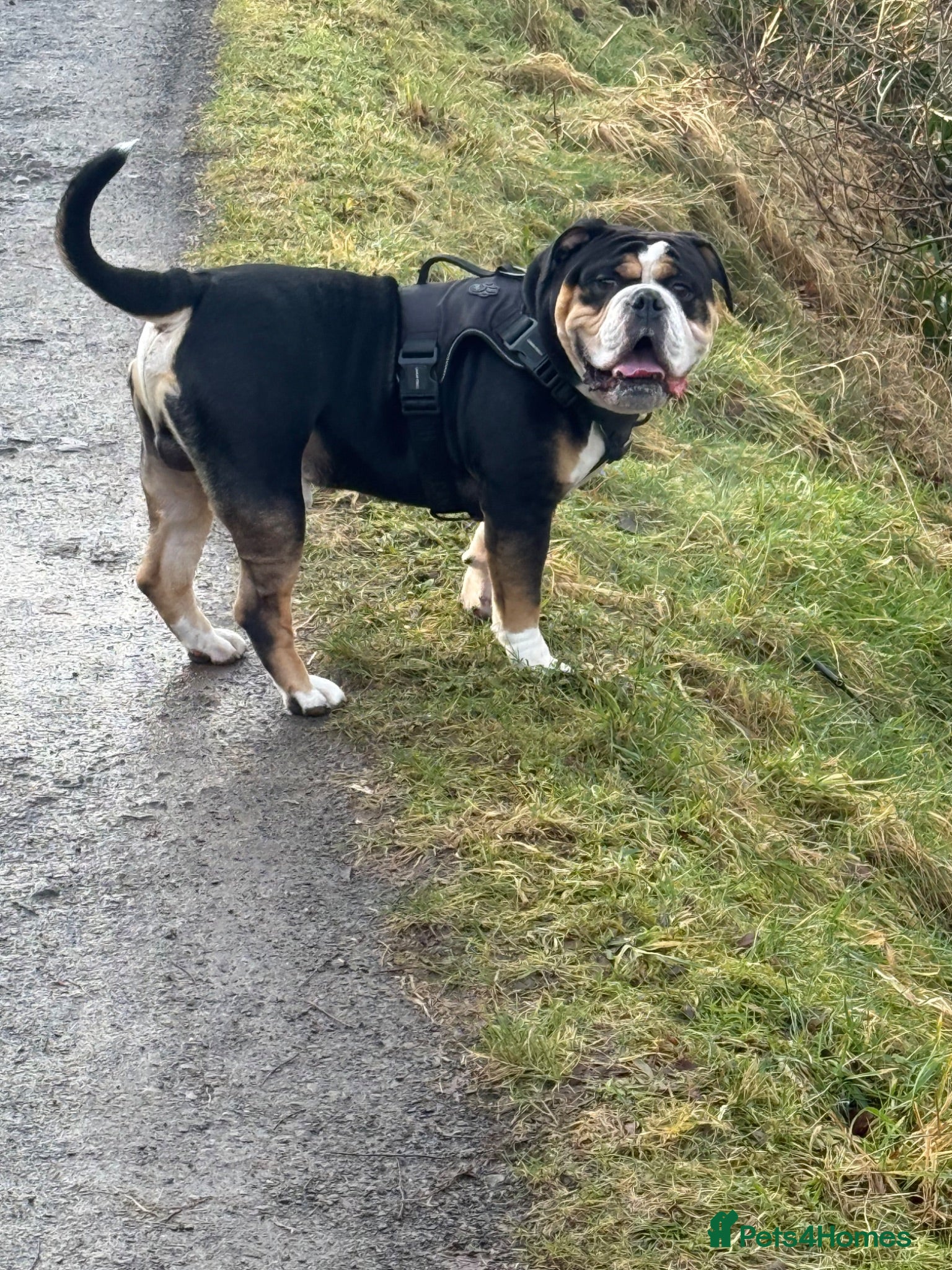 English Bulldog dogs Olde English bulldogge - Advert 2