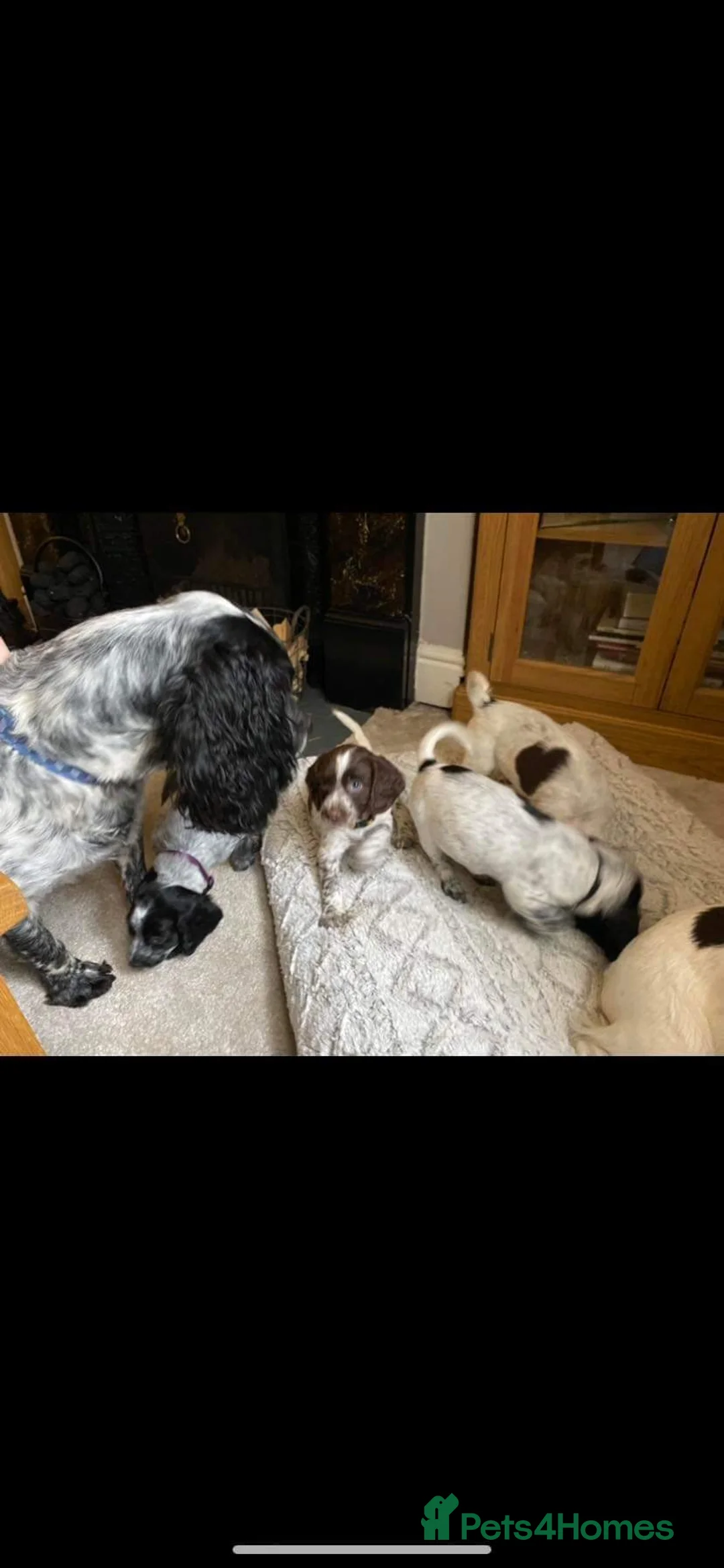 English Springer Spaniel dogs for stud: Beautiful springer spaniel for stud in Shipley - Advert 13
