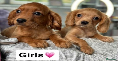 Cavapoo dogs - Advert 2