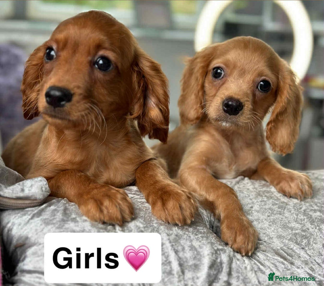 Cavapoo dogs for sale: Stunning Cavapoo’s  - Image 2