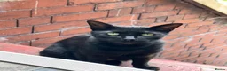 Mixed Breed cats for sale: Cute Cat(s) in Widnes - Advert 2