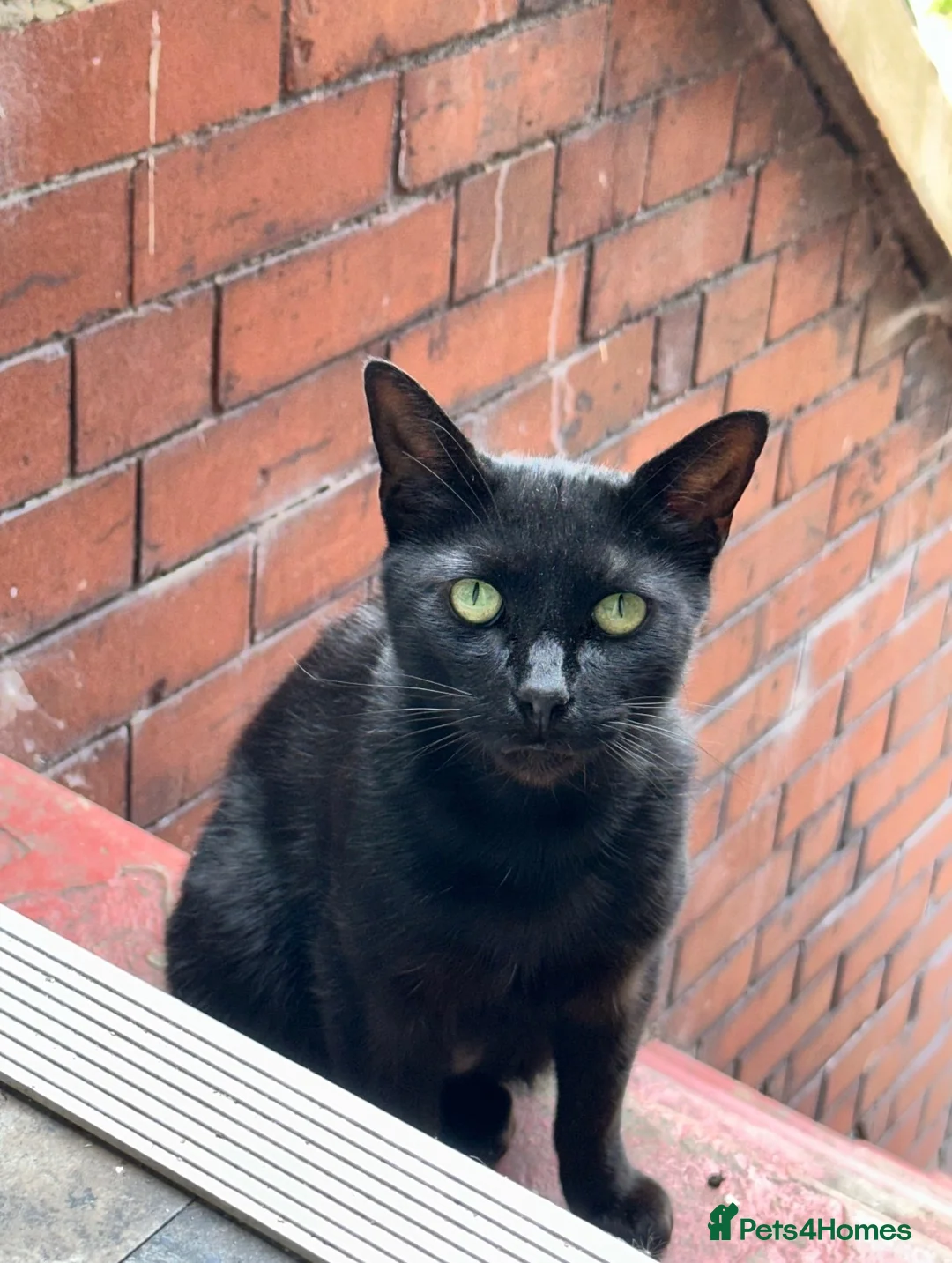 Mixed Breed cats for sale: Cute Cat(s) in Widnes - Advert 2