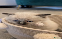 Ragdoll cats for sale: Purebred Ragdoll Kittens - Image 11