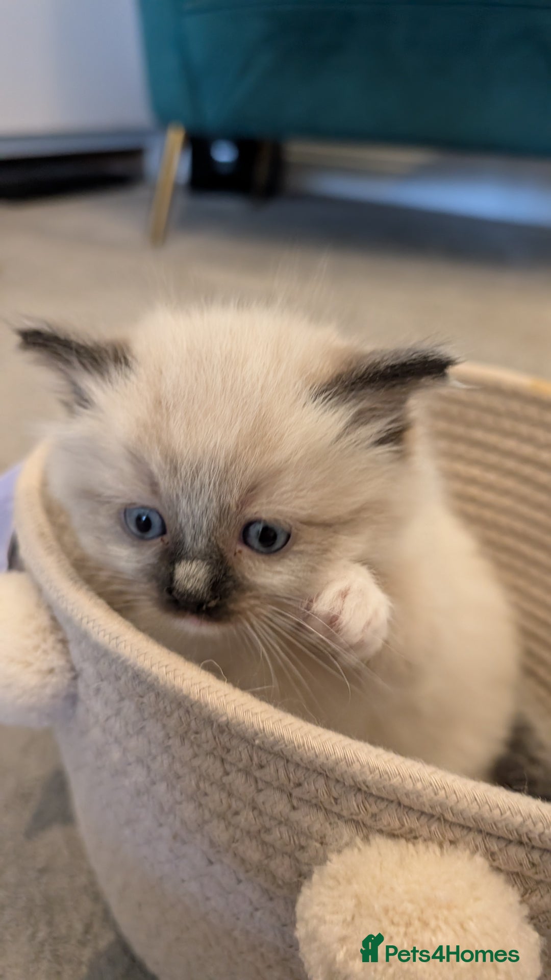 Ragdoll cats for sale: Purebred Ragdoll Kittens - Image 11