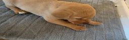 Labrador Retriever dogs for sale: Lab puppies B&G in Great Yarmouth - Advert 9