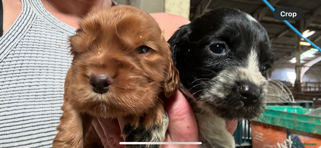 Cocker Spaniel dogs for sale: Kc reg cocker pups . Ready 15 th August  - Image 2