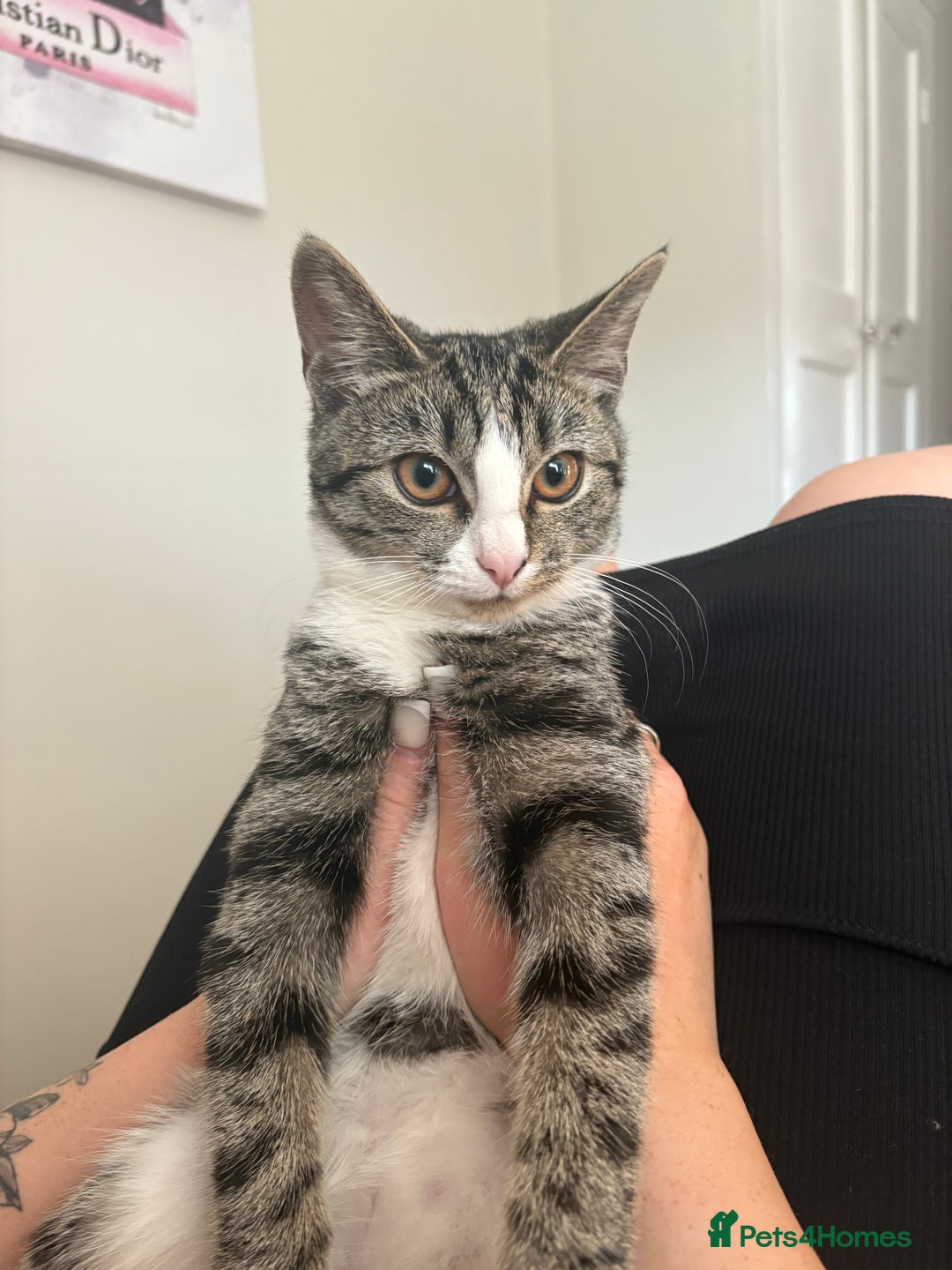 Domestic Shorthair cats for adoption: Dolcie  - Advert 4