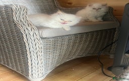 Persian cats for sale: Flame Colourpoint Persian Kittens in Staines - Image 14
