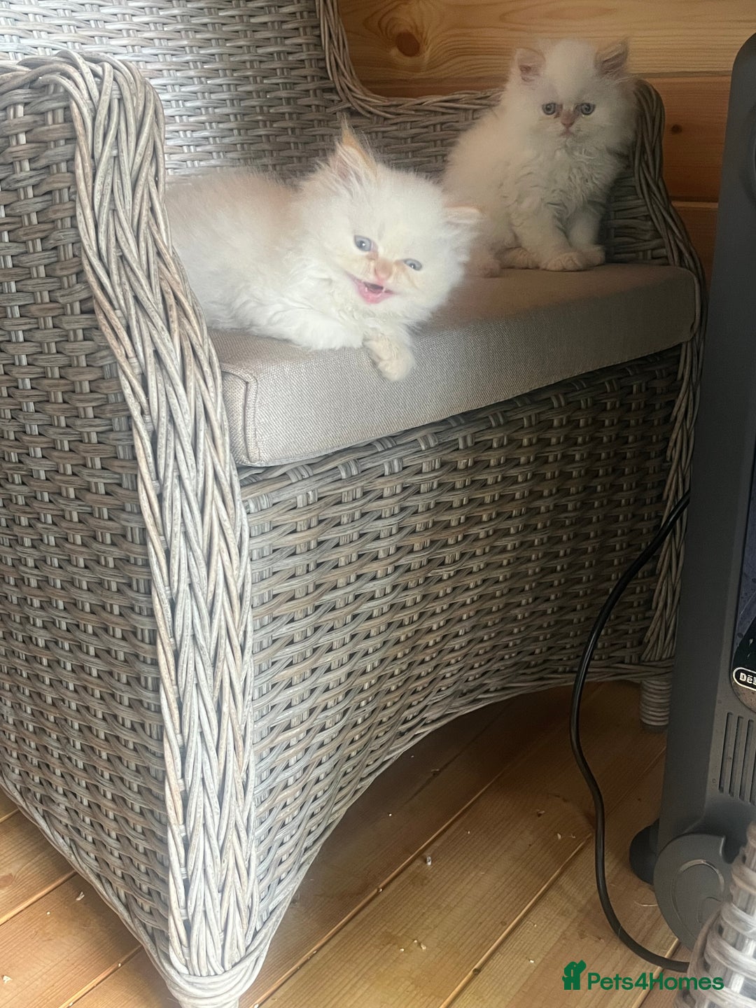 Persian cats for sale: Flame Colourpoint Persian Kittens in Staines - Image 14