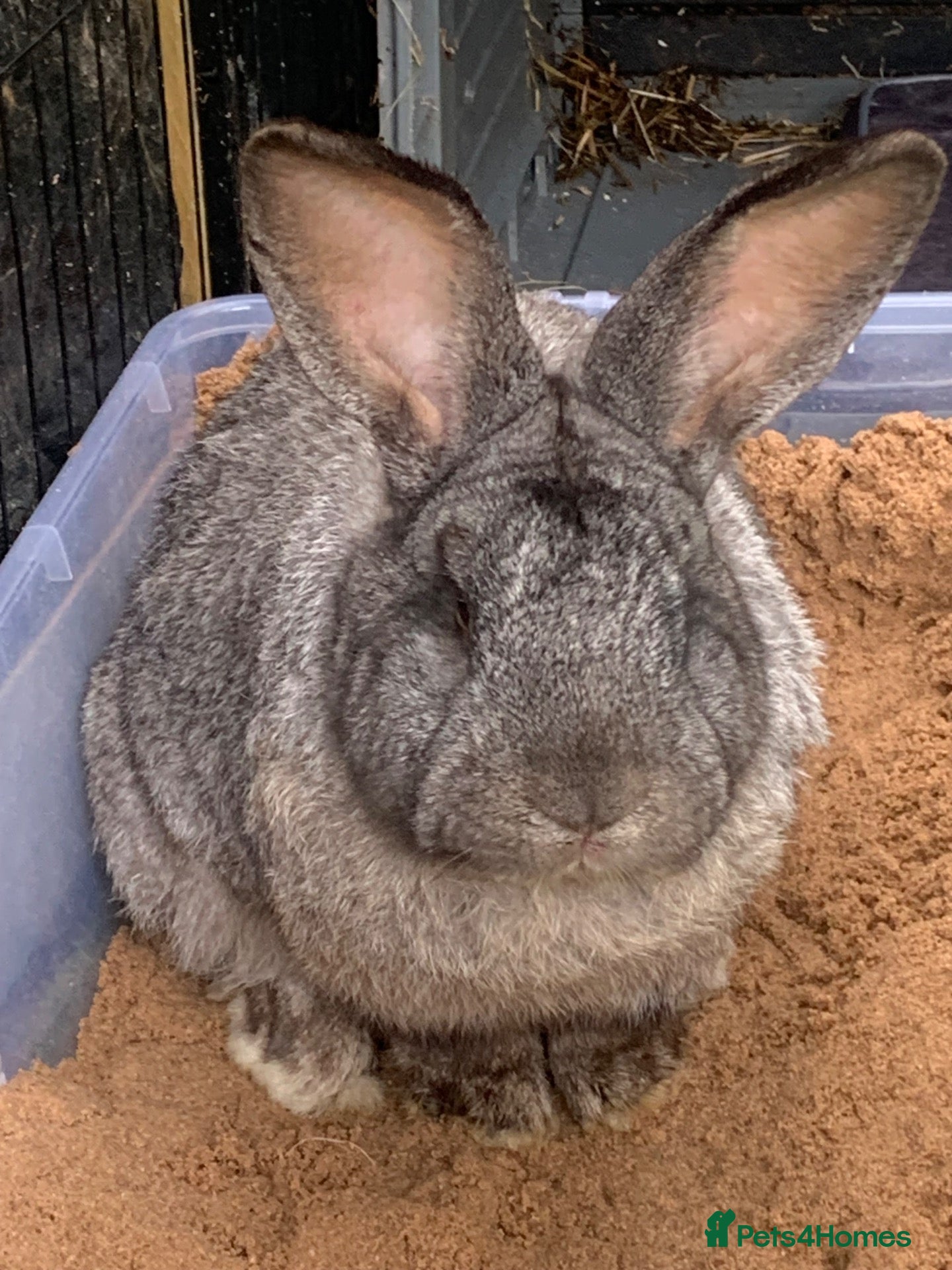 Continental Giant rabbits for sale: Male friendly continental giant - Advert 7