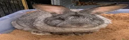 Continental Giant rabbits for sale: Male friendly continental giant - Advert 1