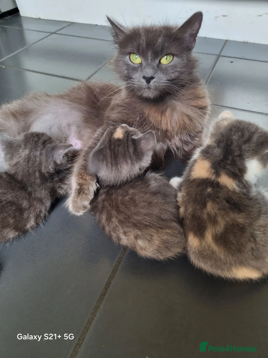 British Longhair cats for sale: Kittens for sale - Advert 5