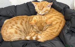 British Shorthair cats for sale: 2 kittens ginger bengal mixed  - Image 3