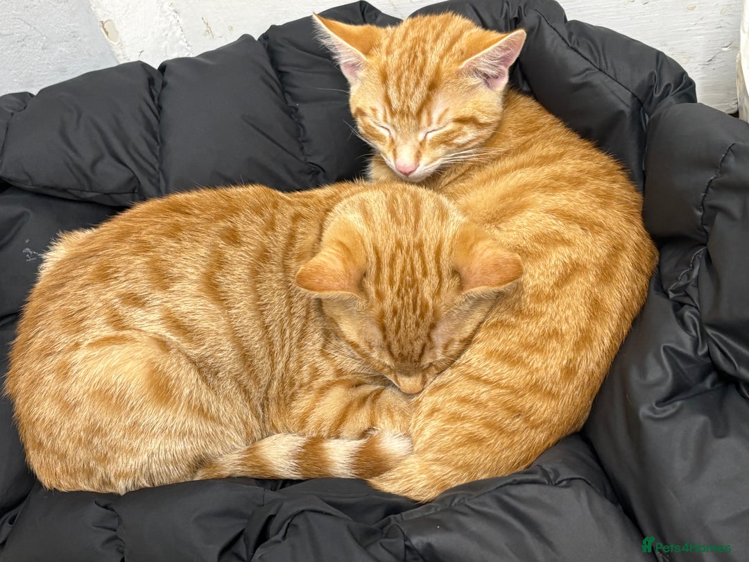 British Shorthair cats for sale: 2 kittens ginger bengal mixed  - Image 3