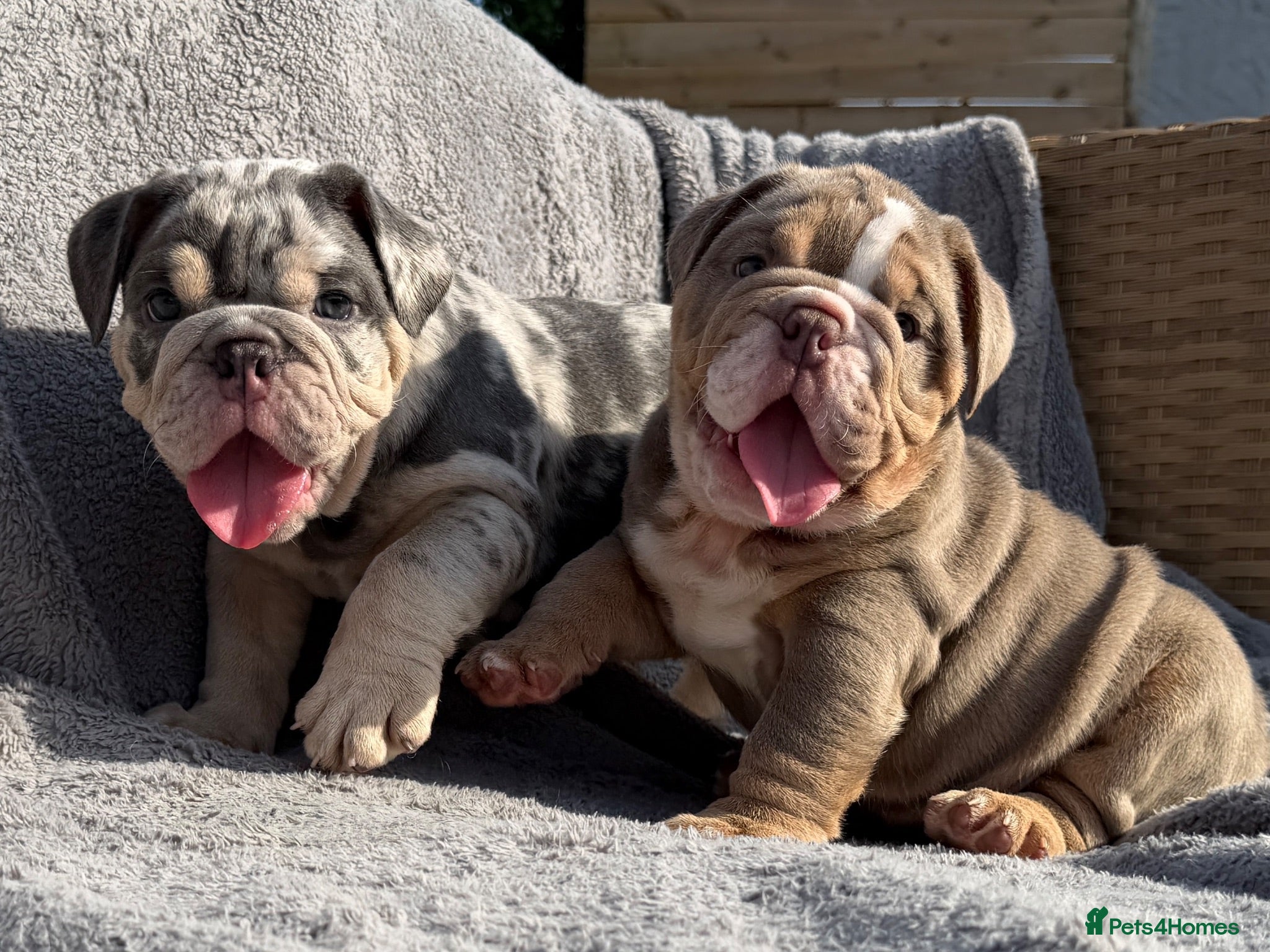 English Bulldog dogs KC registered Quality English bulldog pups - Advert 1