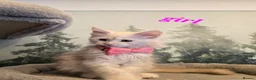 Maine Coon cats for sale: Amazing pure bread Maine Coons kittens  - Advert 15
