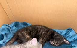 Domestic Shorthair cats for sale: tortoiseshell Kitten  - Image 8
