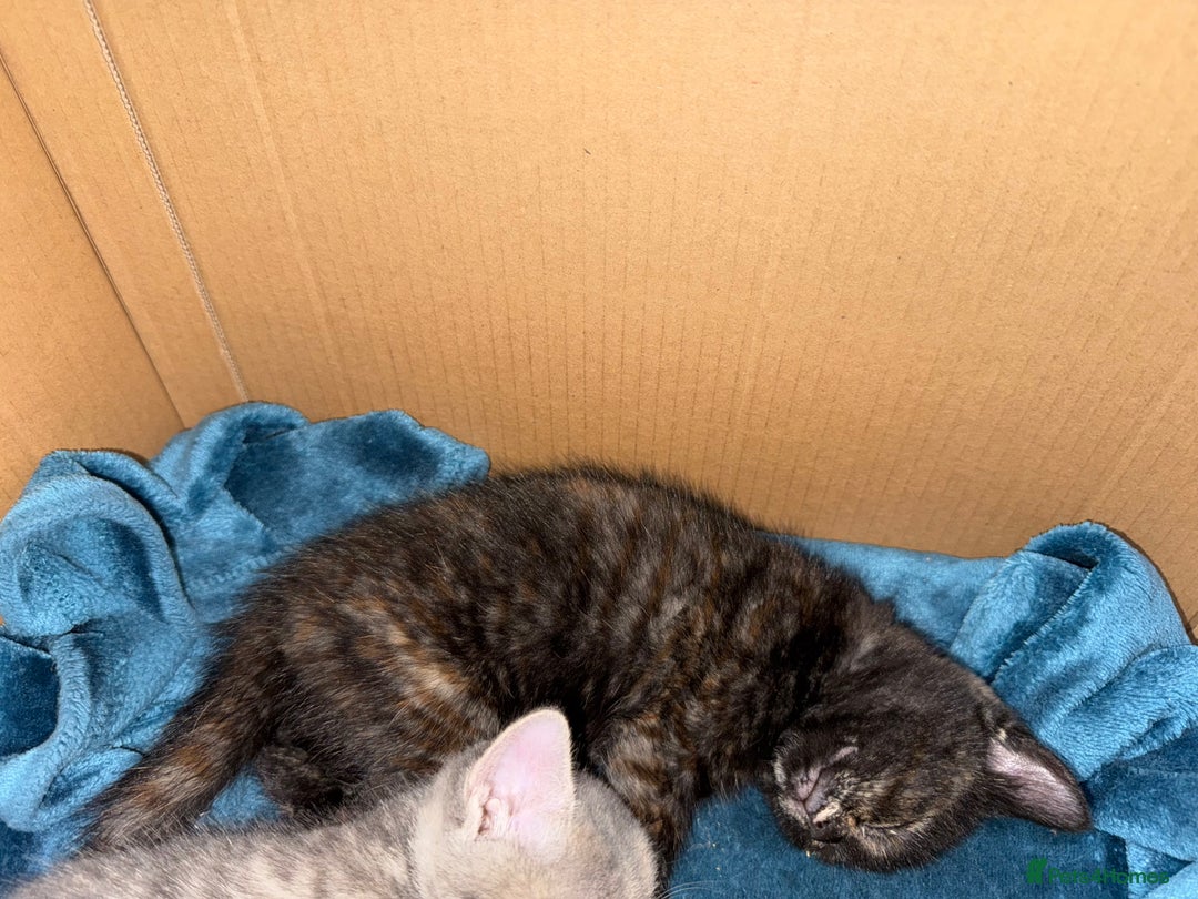 Domestic Shorthair cats for sale: tortoiseshell Kitten  - Image 8