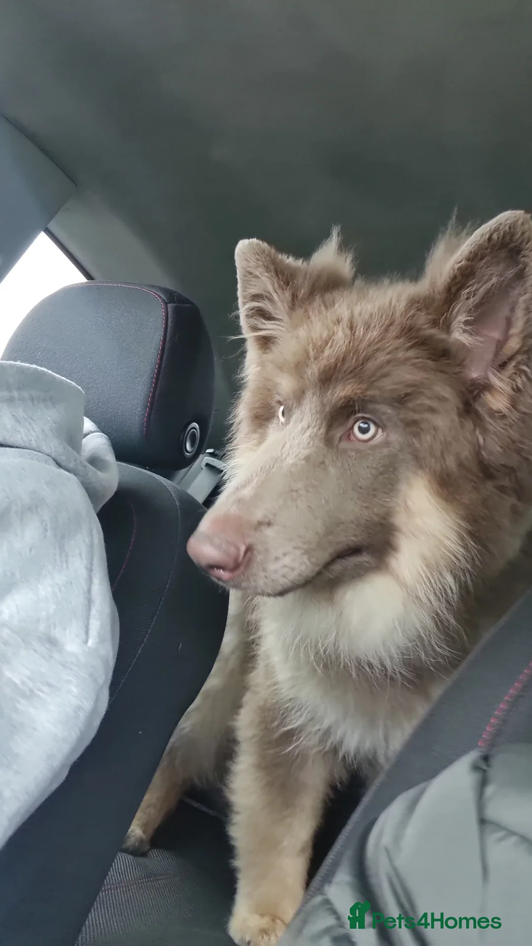 German Shepherd dogs for sale: Meet Sixty. Our Beautiful Isabella German Shepherd - Advert 28